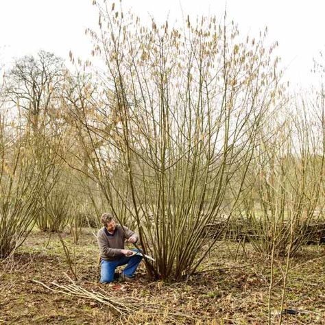 Coppice Trees, Coppicing Trees, Judas Tree, Willow Garden, Natural Fence, Sweet Chestnut, Pruning Tools, Permaculture Gardening, Easy Backyard