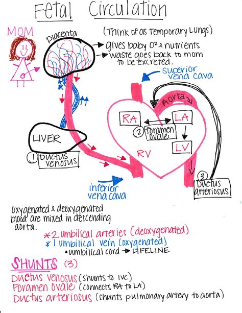 Peds Nursing School, Nicu Nurse Study Notes, Pediatric Nursing Notes, Nicu Nurse Notes, Obstetrics And Gynecology Notes, Gynaecology Notes, Obgyn Medical Terminology, Ob Nursing Student Cheat Sheets, Maternal Newborn Nursing Notes