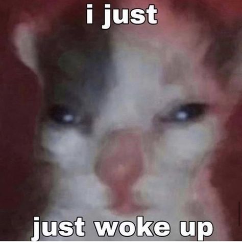 Sleep Meme, Ugly Cat, Silly Cats Pictures, Cute Jokes, Memes Anime, Silly Animals, Cute Memes, Funny Reaction Pictures, Cartoon Jokes