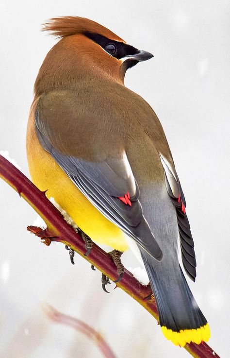 Bohemian Waxwing Bird, Cedar Waxwing Bird, Wax Wings, Waxwing Bird, Cool Birds, Bohemian Waxwing, Birds Photography Nature, Colourful Birds, Painted Birds