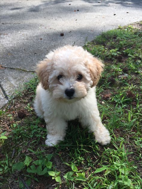 Poodle Toy, Puppy Photography, White Poodle, Monkey Pictures, White Puppies, Really Cute Dogs, Cute Little Puppies, Poodle Mix, Fluffy Dogs