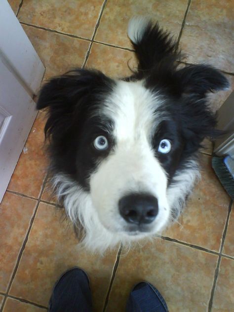 Jess 1 in 100 blue eyed solid black & white border collie Border Collie With Blue Eyes, Black Dog With Blue Eyes, Border Collie Therian Mask, Border Collie Blue Eyes, Dogs With Blue Eyes, Merle Dogs, Black Border Collie, Blue Eyed Dog, White Border Collie