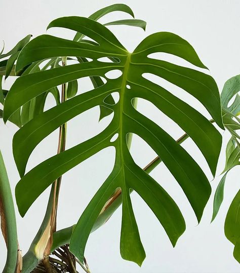 Monstera Sierrana grows slowly, its heart-shaped leaves feature deeper fenestrations, extending up to the midribs, and lack "ears" at the tips. Air Layering, Monstera Adansonii, Rooting Hormone, Peat Moss, Monstera Deliciosa, How To Grow Taller, Yellow Leaves, Green House, Tropical Plants