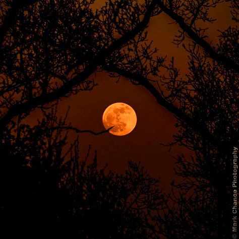 Aesthetic Orange, Orange Moon, Yellow Moon, Söt Katt, Dark Autumn, Neon Aesthetic, Halloween Orange, Orange Aesthetic, Red Moon