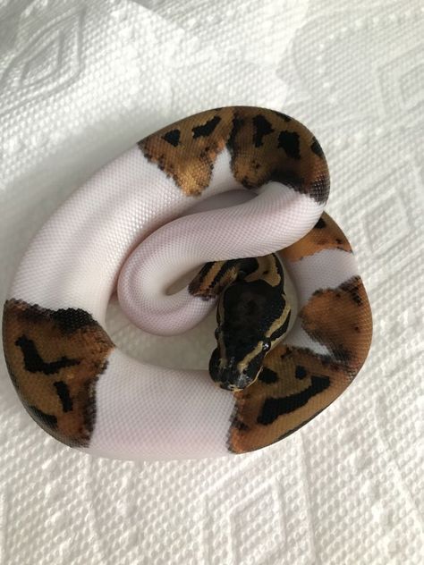 Ball Pythons Cute, Pie Bald Ball Python, Full Grown Ball Python, Ball Python Enclosure Ideas, Cute Ball Python, Snakes Pet, Piebald Ball Python, Snake Pets, Cute Animal Pfp