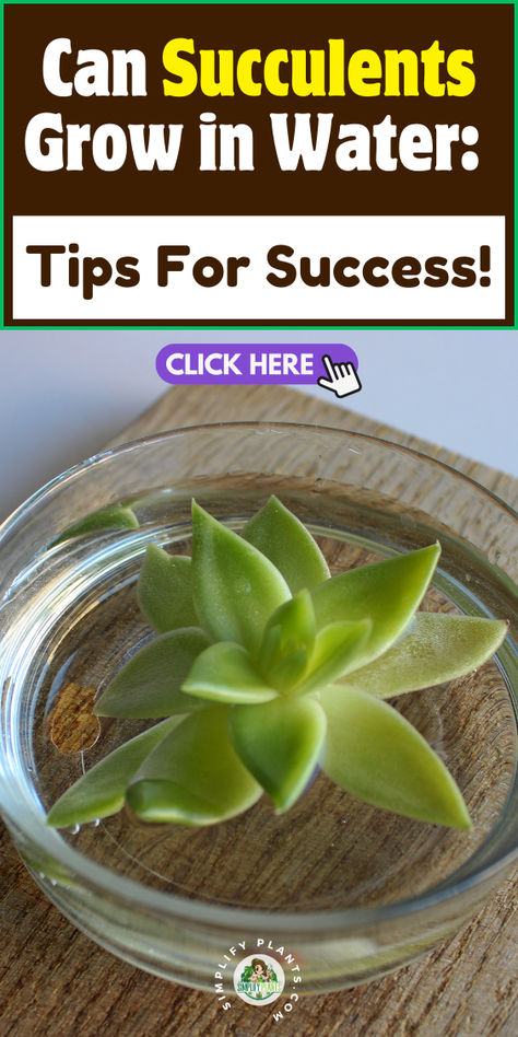 "Discover the secrets to successfully growing succulents in water! This  guide provides essential tips for thriving water propagation, including  ideal succulent types, water care, and maintenance techniques. Learn how to  create a stunning succulent display while ensuring your plants stay healthy  and vibrant. Perfect for plant lovers and beginners alike! Succulents In Water, Water Succulents, Water Propagation, How To Water Succulents, Water Tips, Succulent Display, Growing Succulents, Sandy Soil, Tips For Success