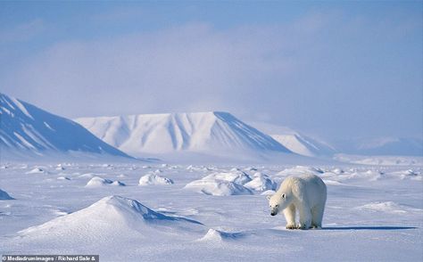 Polar flair: Bear’s acrobatic leap into the ice features in book of beautiful Arctic photography Polar Bear Landscape, Polar Environment, Antarctica Landscape, Arctic Photography, Glacier Landscape, Polar Bear Hunting, Animal Encyclopedia, Environments Art, Polar Bear Wallpaper