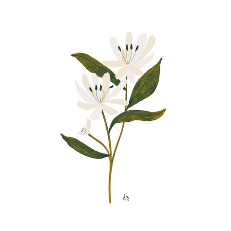 Honeysuckle Illustration, Honeysuckle Flower, Botanical Painting, Floral Illustrations, Botanical Illustration, Botanical Art, Floral Painting, Flower Designs, Floral Art