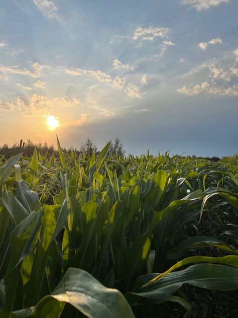 #sunsetphotography #aesthetic #earlymornings #cornfields #thatgirlfeed Cornfields Aesthetic, The Unmaking Of June Farrow Aesthetic, Midwestern Summer Aesthetic, Cornfield Aesthetic, Midwestern Aesthetic, Midwest Aesthetic, Midwest Gothic, Wisconsin Summer, Folk Horror