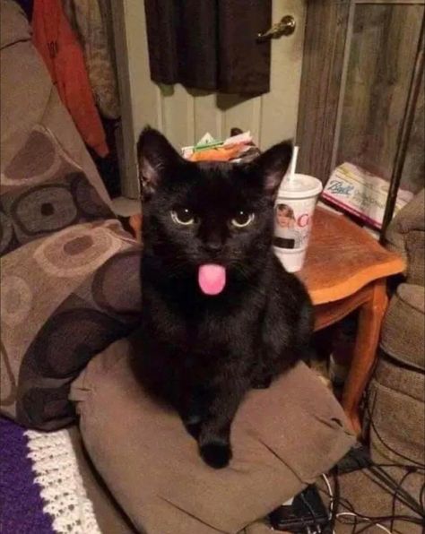 Cat Sticking Tongue Out, Cat Memes Wallpaper, Names Cat, Cute Cat Names, Black Cat Aesthetic, Cats Photos, Cute Cats Photos, Cute Black Cats, Fuzzy Slippers