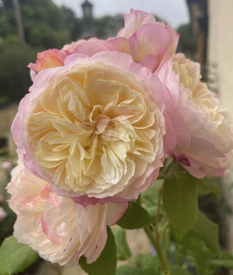 David Austin Roses | Constance 🥰The best display of blooms for me so far 🌹 | Facebook Constance Rose, David Austin, David Austin Roses, Austin