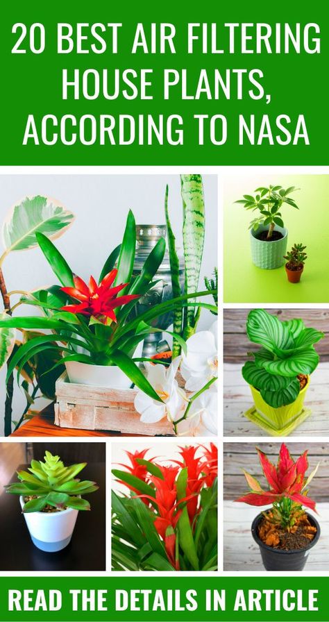 20 Best Air Filtering House Plants, According to NASA. NASA’s Clean Air Study found that there are a variety of household plants that can reduce the toxins from your household products, materials, and furniture. Here is a list of no-fuss plants that actually; helps you to filter out the bad stuff and provide fresh air. Nasa Air Purifying Plants, Air Cleaning House Plants, Air Filtering Plants, Indore Plants, Gardening Infographic, Best Air Purifying Plants, Gardening Pots, Indoor Plants Low Light, Air Cleaning Plants