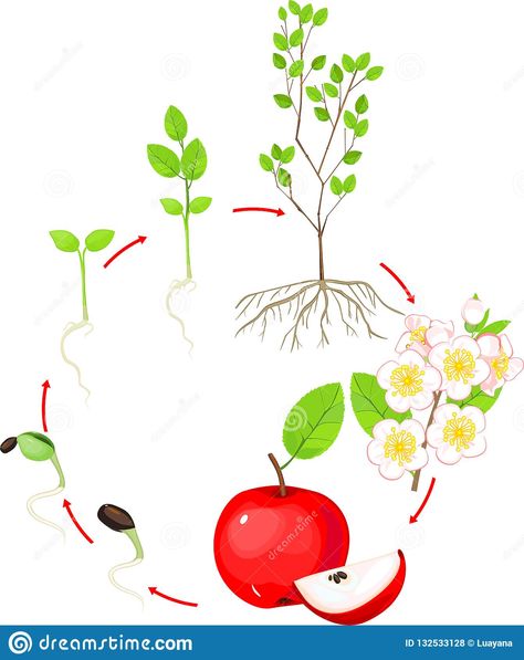 Apple Tree Life Cycle, Tree Life Cycle, Background Illustration, Apple Tree, Life Cycle, Plant Growth, Life Cycles, Trees To Plant, White Background