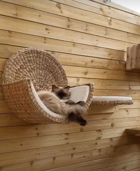 Cat Wood Furniture, Cat Space Ideas Apartment, Playground For Cats, Cat Ball Pit, Cat Stuff Aesthetic, Cat Accessories Products, Aesthetic Cat Stuff, Cat Tree Aesthetic, Cat Necessities