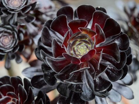 How to Grow and Care for a Black Rose Aeonium Black Rose Plant, Aeonium Black Rose, Multiplier Des Plantes Grasses, Black Succulents, Gothic Garden, Chinese Money Plant, Propagating Succulents, Australian Garden, Growing Succulents