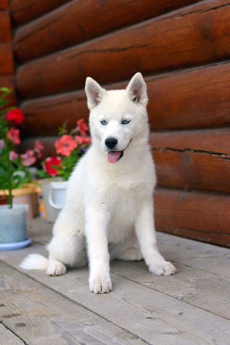 All White Husky Blue Eyes, White Dog Blue Eyes, White Husky With Blue Eyes, Husky Aesthetic, Husky Puppy Training, Husky With Blue Eyes, Loyal Dog Breeds, Golden Retriever Husky, White Siberian Husky