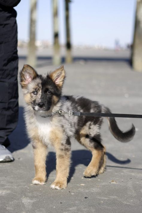 German Australian Shepherd, German Shepherd Mix, Cutee Animals, Australian Shepherd Mix, Dog Info, German Shepherd Puppies, Animals Of The World, Australian Shepherd, German Shepherd