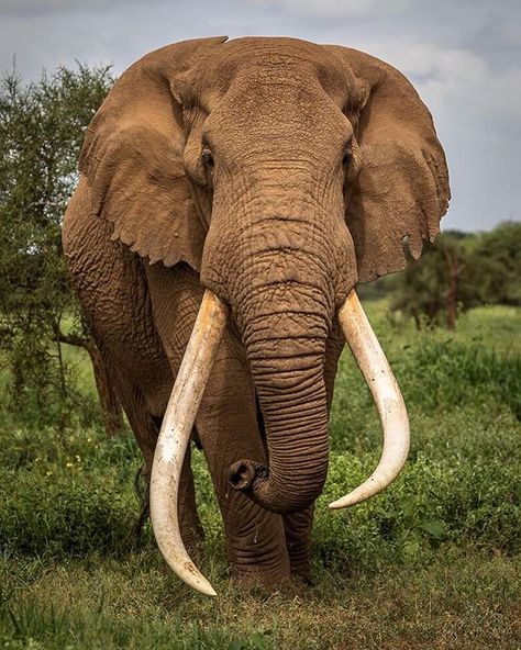 Check out the massive tusks on this big bustling bull 🐘 Male Elephant, Badass Pictures, African Bush Elephant, Bull Elephant, Elephant Pictures, Elephants Photos, Wild Photography, Kenya Safari, Wild Elephant