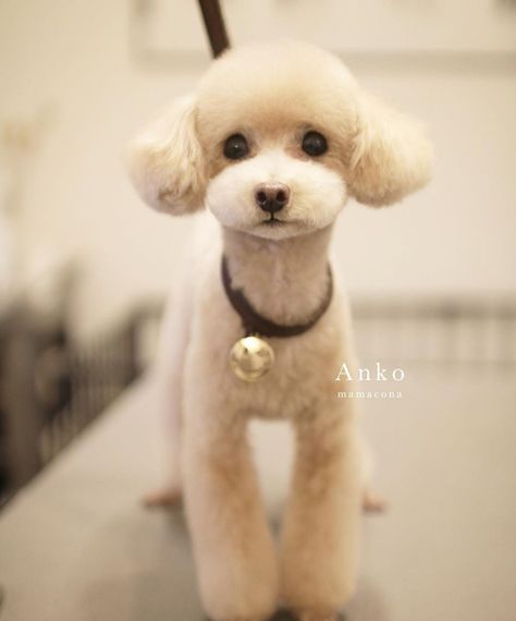 Short Hair Poodle, Poodle Haircut Styles Short, Toy Poodle Haircut Teddy Bears, Toy Poodle Puppy Cut, Poodle Puppy Cut, Poodle Hairstyles, Dog Hairstyles, Toy Poodle Haircut, Poodle Haircut Styles