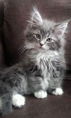 Untitled Fluffy Kittens, Söt Katt, Gorgeous Cats, Most Beautiful Cat Breeds, Kitten Pictures, Animal Photos, Fluffy Animals, Animal Videos