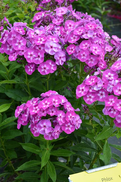 Laura Garden Phlox (Phlox paniculata 'Laura') at The Growing Place Phlox Garden, Phlox Plant, Phlox Flowers, Phlox Paniculata, Regina Saskatchewan, Rock Garden Plants, Pink Garden, Garden Centre, Herbaceous Perennials