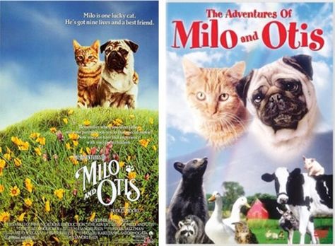 Nice movie Milo And Otis, Night Jasmine, New York Lifestyle, Photography New York, Disney Pixar Movies, Movies Worth Watching, The One Where, Types Of Relationships, Nine Lives