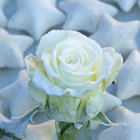 white frosted rose #snowcoveredrose #frostedrose #winterrose  #winterwedding #frozentheme Snow Covered Flowers, Snow Rose, Mazzy Star, Winter Rose, Frozen Theme, Ivory Roses, Cream Roses, Jack Frost, Winter White