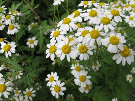 Make an EASY, Nerve-Soothing Tincture---A Tonic for Stress, Tension and Migraine Headaches — All Posts Healing Harvest Homestead Raised Flower Beds, Herbal Tea Blends, Migraine Headaches, Landscaping With Rocks, Unique Flowers, Medicinal Herbs, Flower Lover, Migraine, Herb Garden