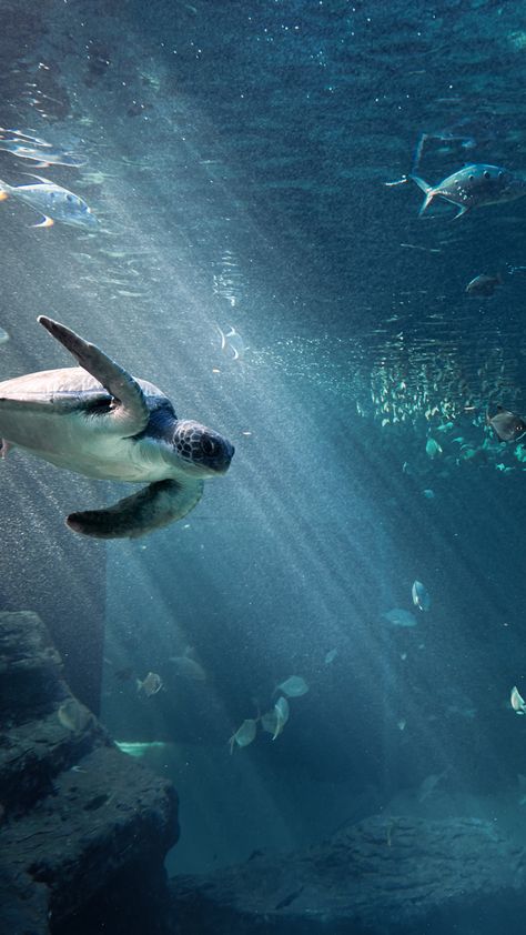 Sea Turtle at the 2 Oceans Aquarium in Cape Town, South Africa Two Oceans Aquarium Cape Town, Ocean Aquarium, Cape Town South Africa, Beautiful Ocean, Cape Town, Sea Turtle, Blue Sky, South Africa, Cape