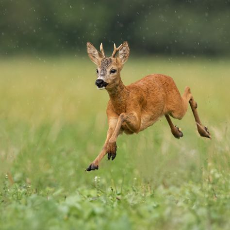 Fast Animals, Animals Jumping, Jumping Animals, Running Animals, Animal Running, Deer Reference, Deer Habitat, Animals Running, Deer Jumping