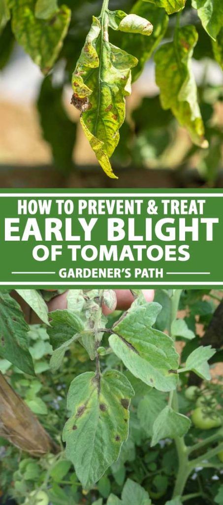 Tomato Plant Diseases, Tomato Diseases, Tomatoes Plants Problems, Tomato Blight, Tanaman Tomat, Garden Notebook, Snake Plant Care, Tomato Plant, Fall Vegetables