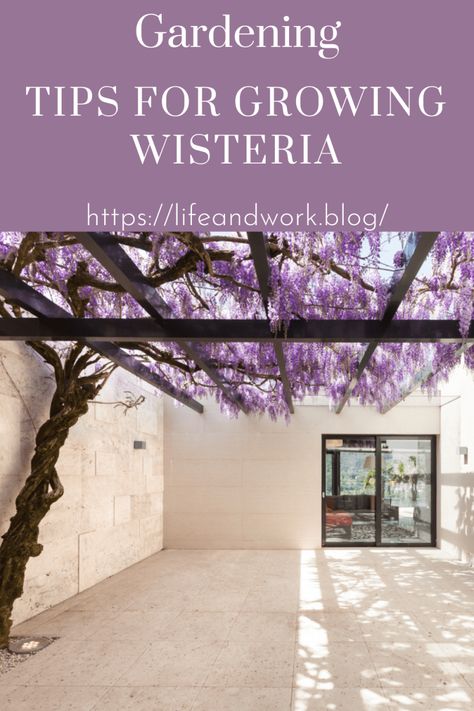 Tips For Growing Wisteria Wisteria Trellis Ideas, Indoor Wisteria, Growing Wisteria, Wisteria Trellis, American Wisteria, Patio Trellis, Wisteria Pergola, Wisteria Plant, Wisteria Tree