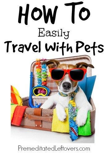 How To Easily Travel With Pets Flying With Pets, Pet Friendly Hotels, Pet Hacks, Dog Holiday, Dog Travel, Dog Boarding, Pet Health, Dog Care, Cafe Bar