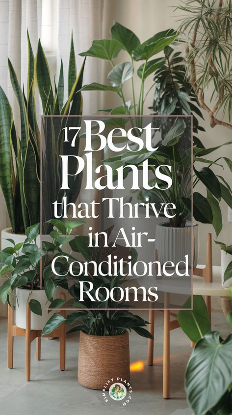 "Discover the 17 Best Indoor Plants that thrive in air-conditioned rooms! Perfect for those seeking low maintenance indoor plants, these houseplants for air-conditioned rooms are ideal for creating a vibrant indoor oasis. Explore indoor plants that love air-conditioning and find the best plants for cool environments!" Easy To Maintain Indoor Plants, Plant Air Purifier Indoor, Air Filtering Plants Houseplants, Plant Cluster Indoor, Indoor Plants That Purify The Air, Potted Plants Indoor Living Rooms, Cascading Plants Indoor, Plants For South Facing Windows, Best Indoor Plants Air Purifier