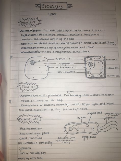 Science Cells Notes, Animal Cells Notes, Biology Notes Animal And Plant Cells, Plant And Animal Cells Notes, Cells Revision Notes, Biology Revision Gcse Cells, Cells Notes Biology, Biology Notes Cells, Biology Organization