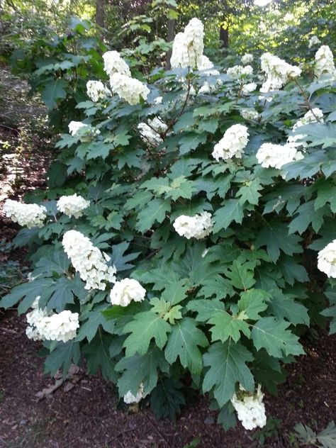 Hydrangea Snow Queen, Snow Queen Oakleaf Hydrangea, Bungalow Backyard, Garden Grasses, Plant Palette, Hydrangea Landscaping, Hydrangea Quercifolia, Oakleaf Hydrangea, Backyard Plants