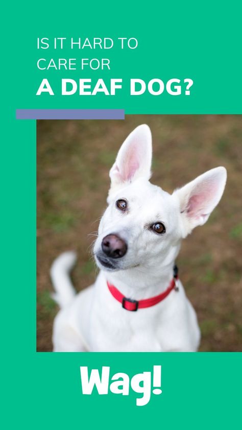 The image reads, "Is It Hard To Care For A Deaf Dog?". The image shows a photo of a white dog slightly tilting their head against a green background. Deaf Dog, Poodle Dog, German Shepherds, Dog Trainer, Pet Food, Pet Parent, Dog Care, Best Life, Maltese