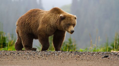 Interpretation of a dream in which you saw «Bear» Beruang Grizzly, Kuda Nil, Photo Ours, Bear Habitat, Cave Bear, Bear Attack, Big Game Hunting, Brown Bears, Bear Spray