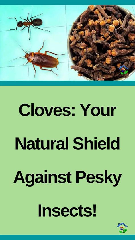 Embrace Clove’s Natural Mastery: Repel Insects with Ease and Breathe a Bug-Free Bliss! Thanks to its insect-repellent properties, cloves have become one of the best solutions to insect-related issues. When used strategically, it can repel a variety of pests like mosquitos, flies, and ants. Its strong aroma acts as a natural deterrent, keeping insects at […] Homemade Bug Repellent For House, Indoor Bug Repellent, Keep Bugs Out Of House, Bug Repellent Diy, Roach Repellent, How To Repel Flies, Diy Insect Repellent, Fly Repellant Diy, Natural Spider Repellant