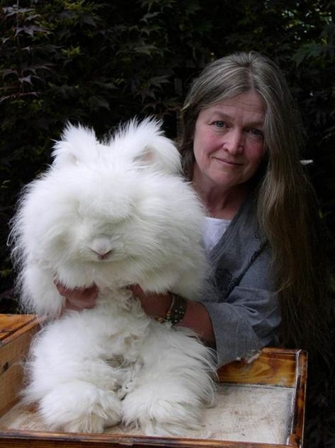 The Fluffy Bunny in the World, Angora Rabbit – Gudsol Farm Bunnies, Angora Bunnies, Bunnies For Sale, Fiber Farm, English Angora Rabbit, Angora Bunny, English Angora, Rabbits For Sale, Rabbit Breeds