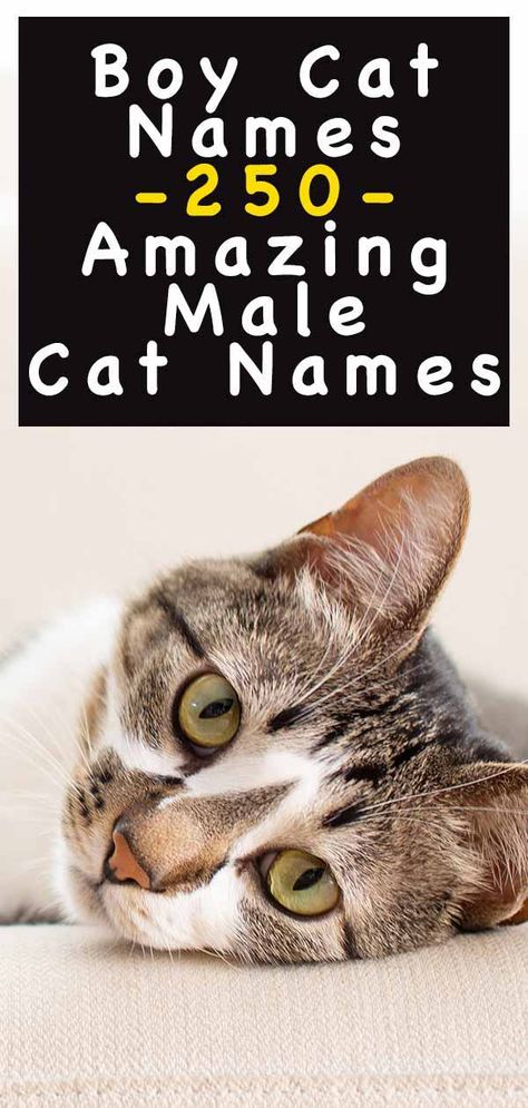 Boy Cat Names – 250 Amazing Male Cat Names Make Cat Names, Cat Name Ideas Unique, Male Cat Names Unique List, Good Cat Names, Boy Cat Names Unique, Cat Names For Boys, Male Cat Names Unique, Cat Names Boy, Kitten Names Boy