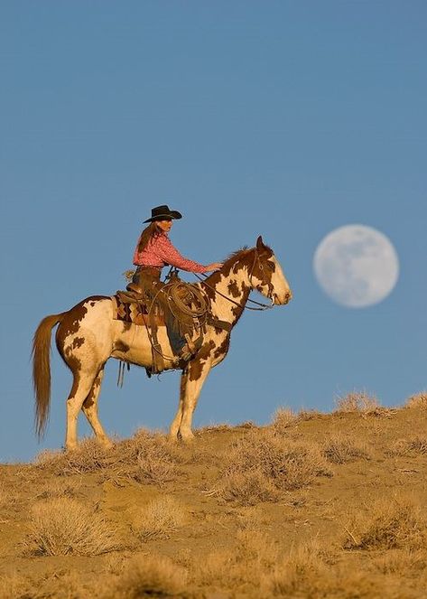 Cowboy Photography, Western Photo, Cowboy Pictures, Horse Aesthetic, Baby Cowboy, Horse Life, Samar, Animal Heads, Horse Photography