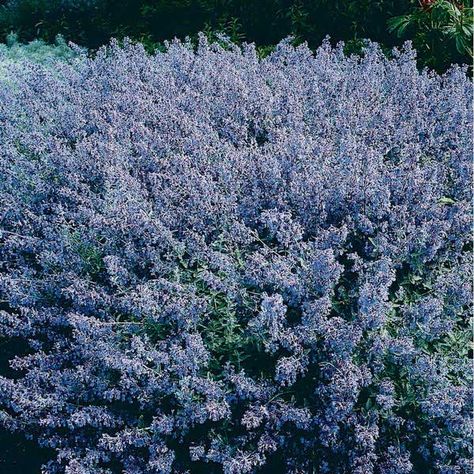 Catmint Nepeta Mussinii Seed | Kings Seeds Catmint Nepeta, Tree Spinach, Sweet Pea Seeds, Flax Flowers, Sprouting Seeds, Vegetable Seeds, Citrus Trees, Hardy Perennials, Herb Seeds