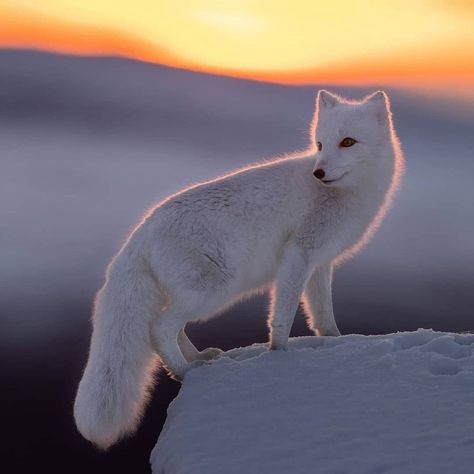 Polar Fox Aesthetic, Arctic Fox Animal, Arctic Fox Photography, Artic Fox Aesthetic, Arctic Fox Aesthetic, Cute Animal Photography, White Fox Art, Aesthetic Wildlife, Arctic Foxes