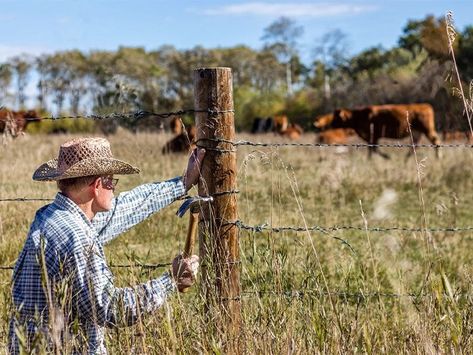 Barb Wire Fence, High Tensile Fence, Cattle Fence, Livestock Fence, Pasture Fencing, Cows Grazing, Barbed Wire Fencing, Fencing Material, Barb Wire