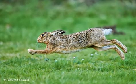 Wildlife Photographic Journals: Brown and Red Hare Running, Wild Hare, Rabbit Run, Wild Rabbit, Jack Rabbit, Animal Projects, In Flight, Wildlife Art, Animal Photo