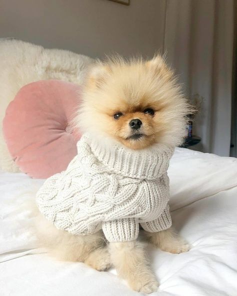 Copenhagen Style Fall, Vintage Paris Aesthetic, Fall Aesthetic Vintage, Cute Dog Costumes, Parisian Vintage, Cute Fluffy Dogs, Pom Dog, French Aesthetic, Cute Dog Clothes