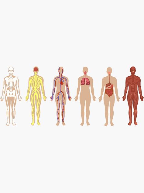 "The Human Body Systems" Sticker by mollykosh | Redbubble Human Anatomy Stickers, The Human Body Aesthetic, Human Body Anatomy Aesthetic, Anatomy Stickers, Anatomy Aesthetic, System Wallpaper, Picture Borders, Body Part Drawing, Homemade Stickers