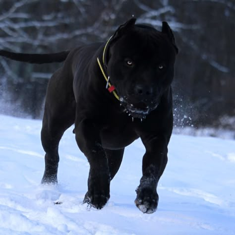 XXL DESIGNER PITBULLS - Home Chien Cane Corso, Pitbull Dog Breed, Black Pitbull, Wolf Dogs, Black Spades, Bully Breeds Dogs, Big Dog Breeds, Cane Corso Dog, Corso Dog