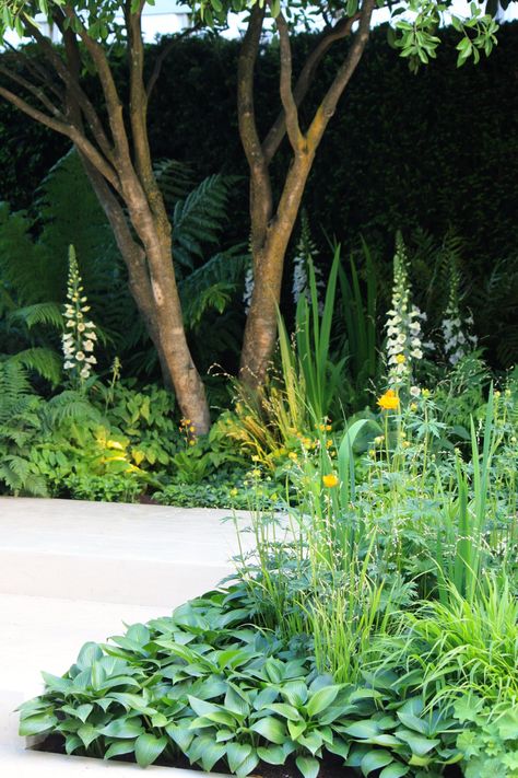 Chelsea Flower Show 2016: The Vestra Wealth Garden of Mindful Living – The Frustrated Gardener Shade Garden Design, Ferns Garden, Contemporary Garden Design, Chelsea Garden, Shade Garden Plants, Courtyard Gardens Design, London Garden, Garden Wallpaper, Native Garden